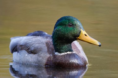 Vahşi ördek (Anas platyrhynchos)