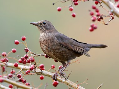 Kara Kuş (Turdus merula)