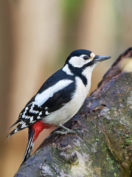 Great Spotted Woodpecker (Dendrocopos major) — Stock Photo, Image