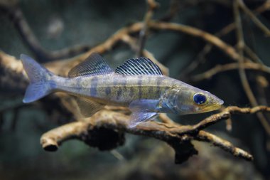 Zander (Sander lucioperca) Juvenil