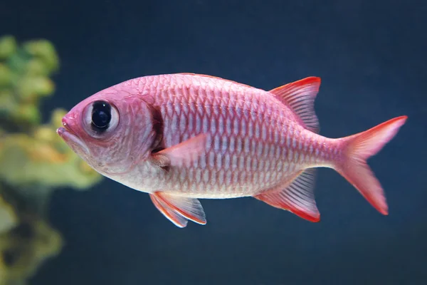 Blotcheye soldierfish (Myripristis berndti) — Stock Photo, Image