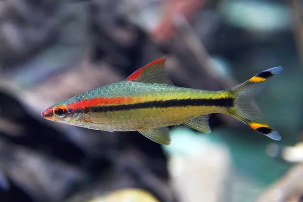 Denison barb (Sahyadria denisonii) — Stok fotoğraf