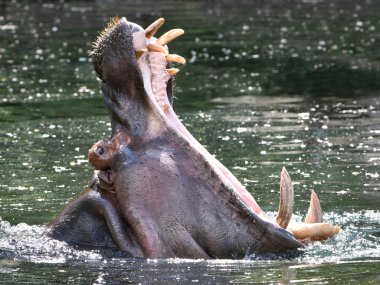 su aygırı (su aygırı amphibius)