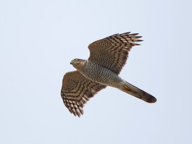 Bayağı atmaca (Accipiter nisus)
