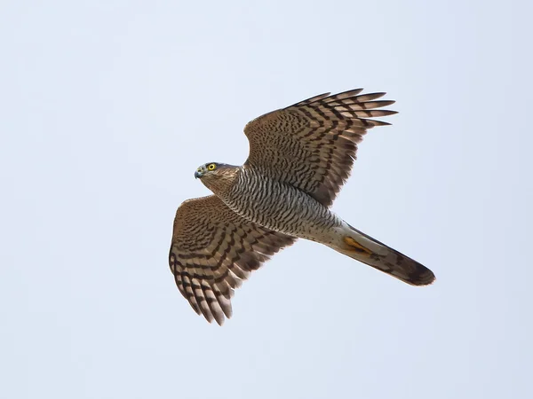 Спарроухоук (Accipiter nisus ) — стоковое фото