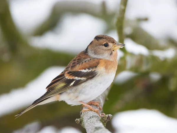 Pinzón real (Fringilla montifringilla) — Foto de Stock