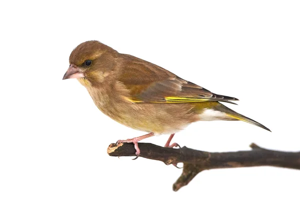 Greenfinch (самка chloris ) — стокове фото