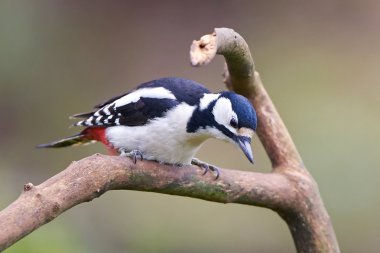 Büyük Benekli Ağaçkakan (Dendrocopos major)