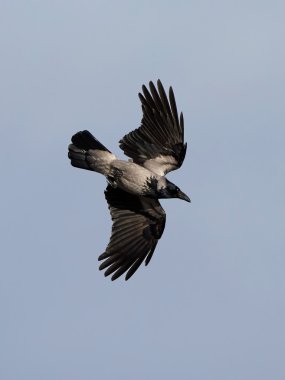 Kapüşonlu Karga (Corvus Cornix)