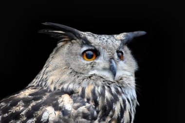 Avrasya kartal baykuş (bubo bubo)