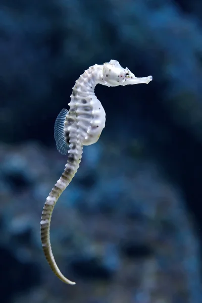 Büyük göbek denizatı (Hippocampus abdominalis)