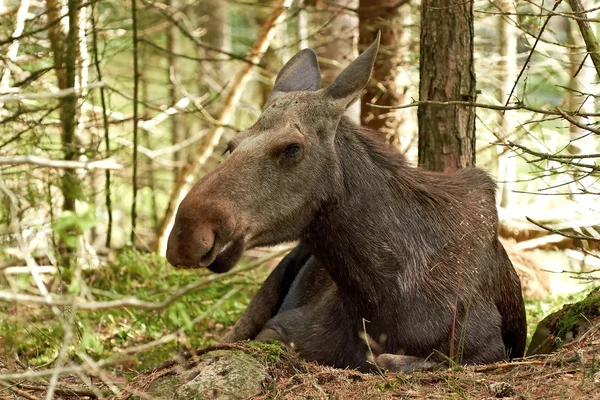 Cerf d'Eurasie (Alces alces ) — Photo