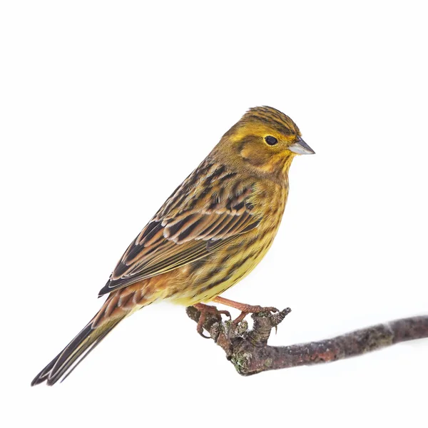 Yellowhammer (Emberiza citrinella) — Stockfoto