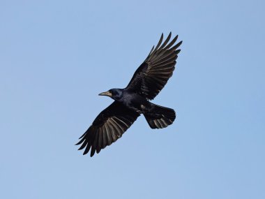 Kale (Corvus frugilegus)
