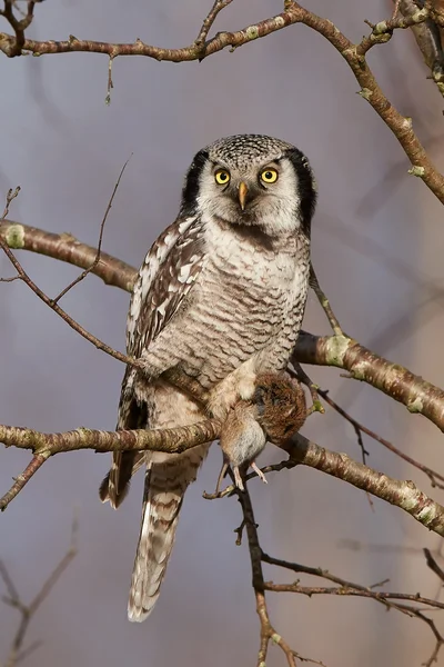 Noordelijke hawk uil (surnia ulula) — Stockfoto