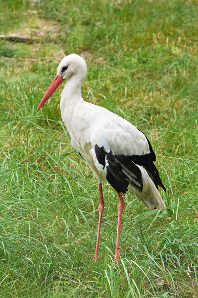 White Stork (Ciconia ciconia)