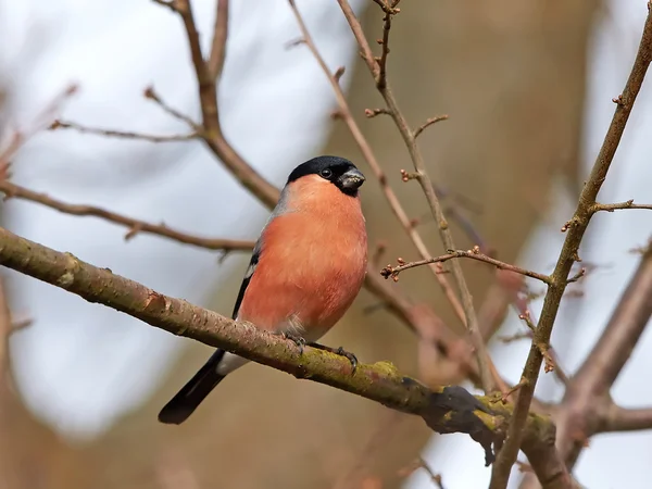 Euraziatische vink (Pyrrhula pyrrhula)) — Stockfoto