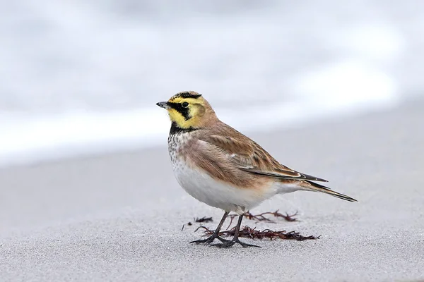 Alondra de cuernos (eremophila alpestris) — Foto de Stock