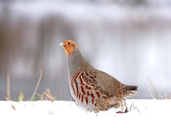 Grey partridge (Perdix perdix) — Stock Photo, Image