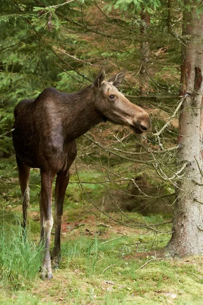 Eurazji łosie (alces alces) — Zdjęcie stockowe