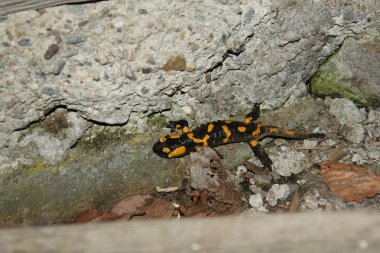 semender (Salamandra) içinde belgili tanımlık vahşi.