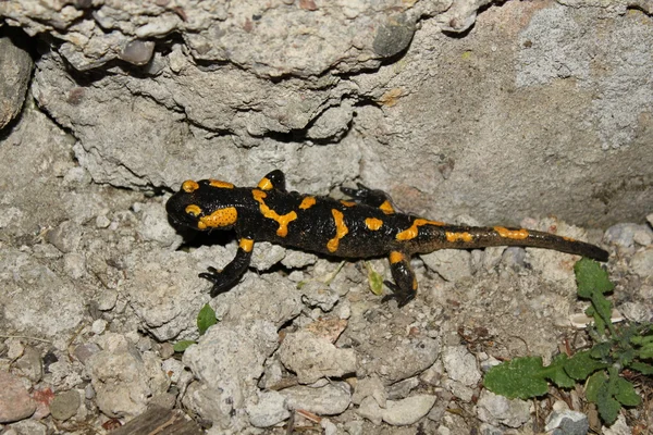 Salamandra (Salamandra) na natureza . — Fotografia de Stock