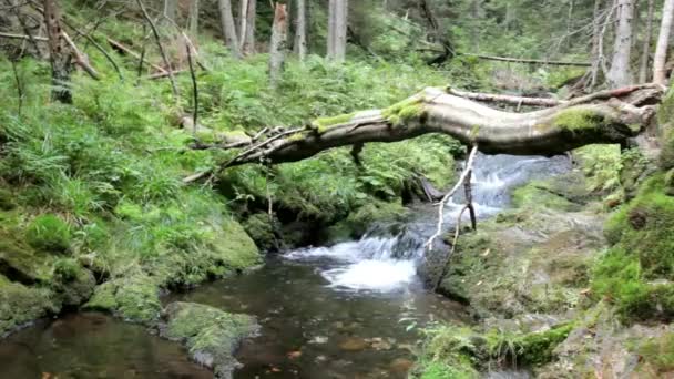 Waterval in het bos — Stockvideo