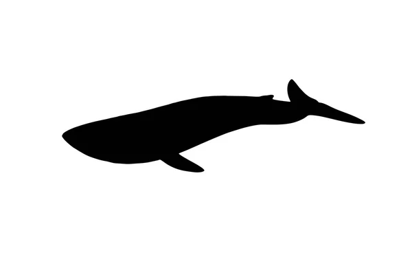 Whale siluett (isolerad) — Stockfoto