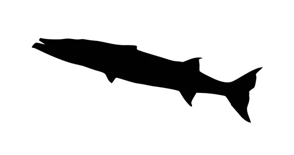 Silueta barracudas (aislado ) — Foto de Stock