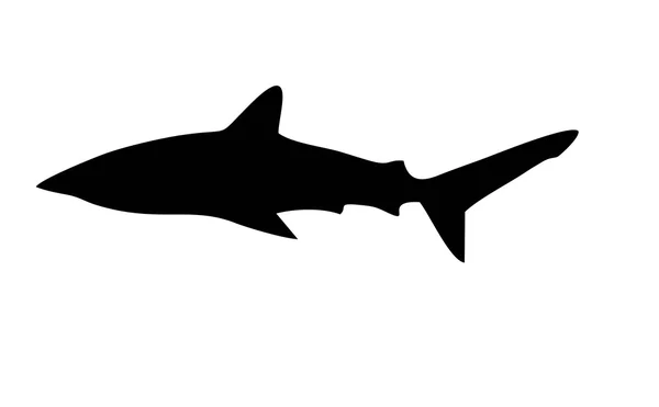 Shark silhouette (isolated) — Stock Photo, Image