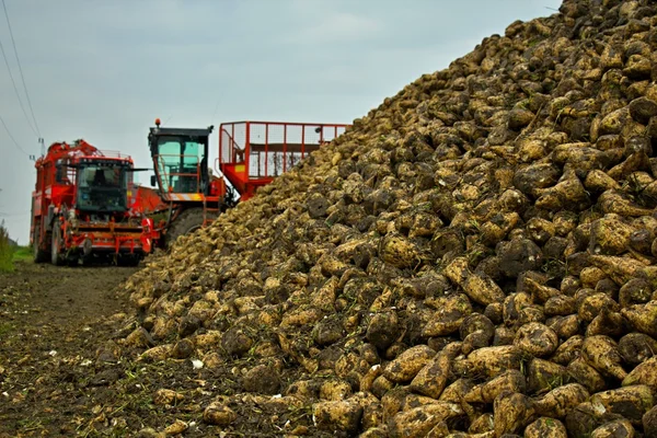 Şeker pancarı hasadı