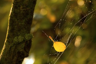 web üzerinde sarı yaprak