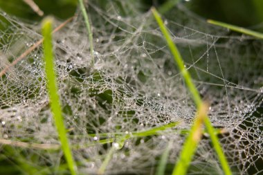 Örümcek ağındaki çiy tanesi