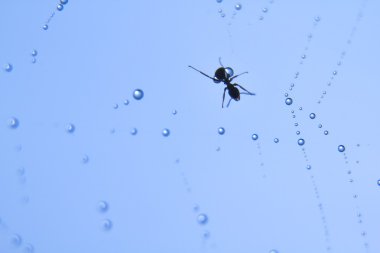 Örümcek ağındaki çiy tanesi