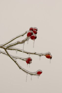 Kırmızı kuşburnu.