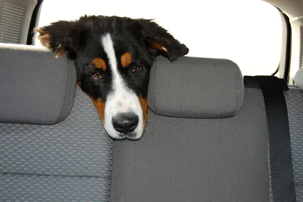 Dog travels in the car — Stock Photo, Image