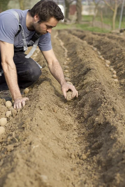 Planting potatoes. — Stock Photo, Image