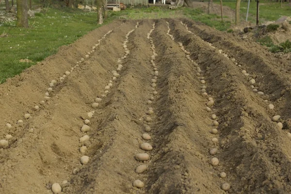 Planting potatoes. — Stock Photo, Image