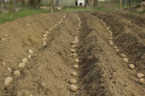 Planting potatoes. — Stock Photo, Image