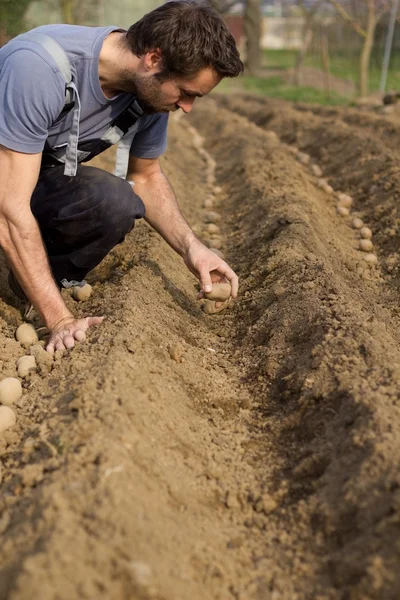 Planting potatoes. — Stock Photo, Image