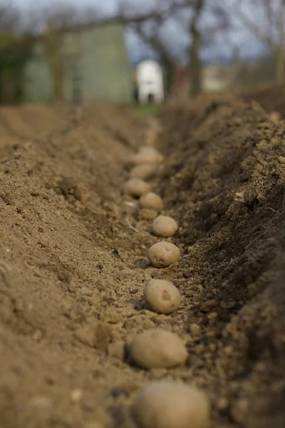 Planting potatoes. — Stock Photo, Image