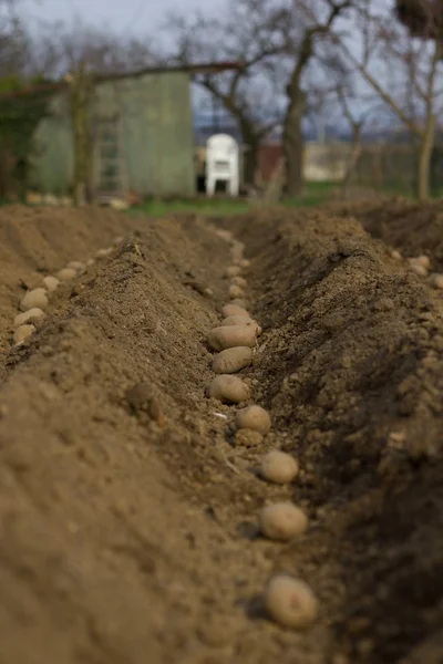 Planting potatoes. — Stock Photo, Image