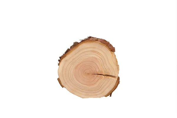 Vedere secțională a copacului — Fotografie, imagine de stoc
