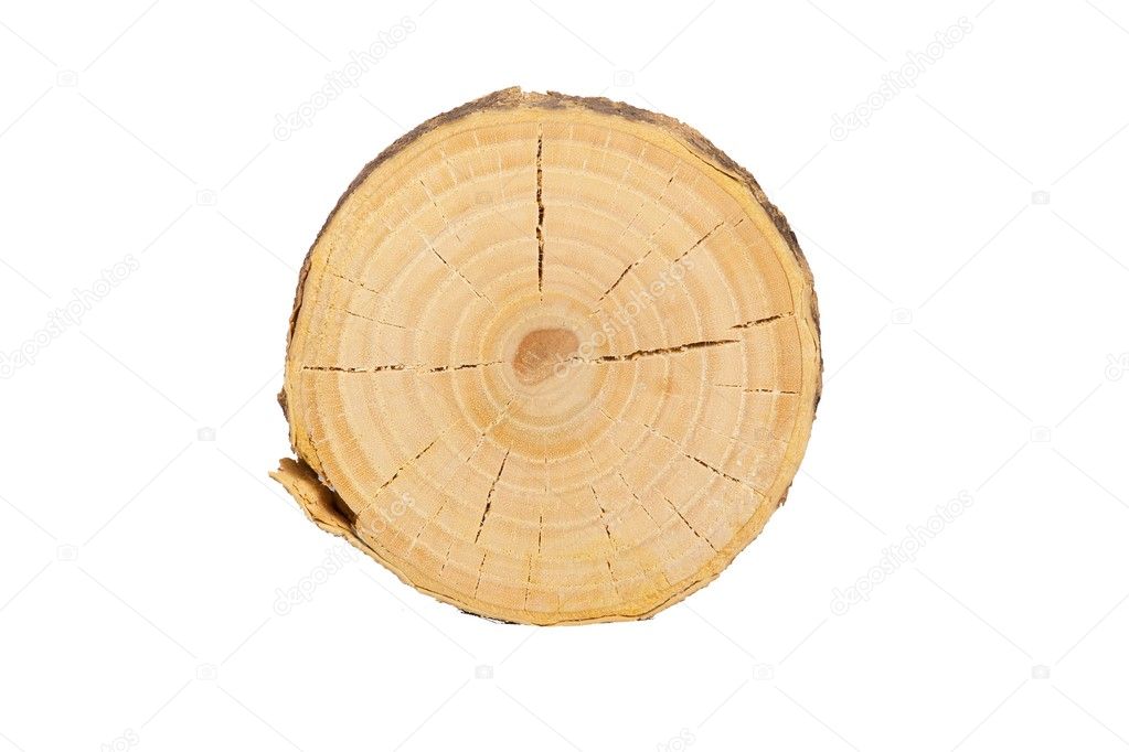 sectional view of tree