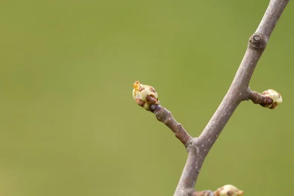 Pear buds. — Stock Photo, Image