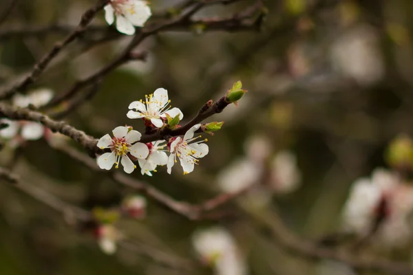 Plum. — Stock Photo, Image