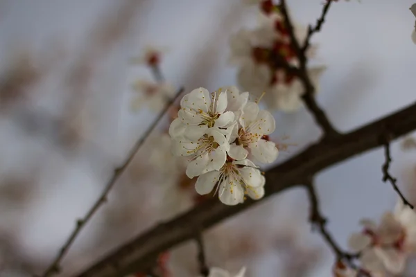 Apricot. — Stock Photo, Image