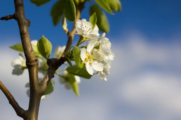 Pear. — Stock Photo, Image