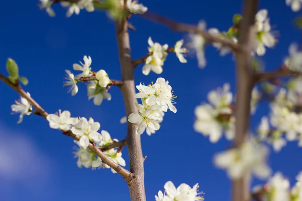 Flowers plums — Stock Photo, Image
