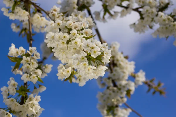 Cherry. — Stock Photo, Image